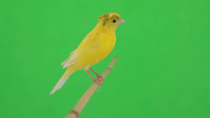 Canary bird moves along a branch, on a green screen