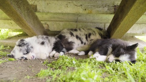 A trio of cute little puppies sleeps in the shade under a roof outside - closeup
