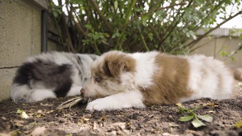 A cute little puppy chews on a small twig and sniffs the ground under a shrub - another puppy in the background - closeup