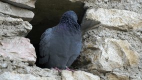 Close-up pigeon shelters in the hole of ancient walls. Slow motion 4K