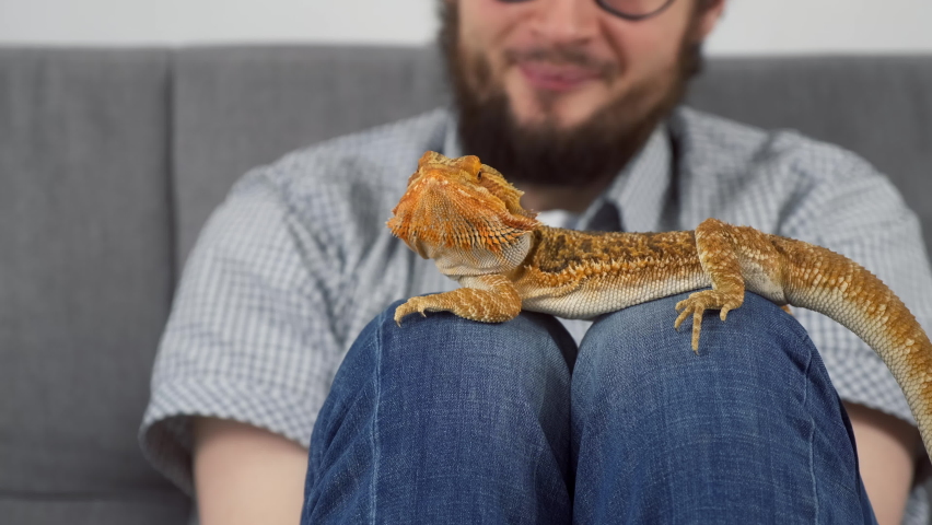 Man with animal bearded agama sitting on sofa at home, lovely pet friend. The friendship of a bearded agama dragon and a man, the maintenance of reptiles at home. Taking care of animal. Royalty-Free Stock Footage #1085871788