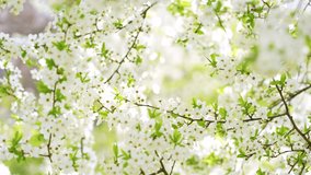 Close-up view 4k stock video footage of beautiful blooming white spring flowers and green first young leaves growing on branches of fruit trees in sunny garden. Abstract natural Easter background