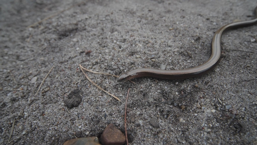 A closeup shot of a snake crawling on the ground