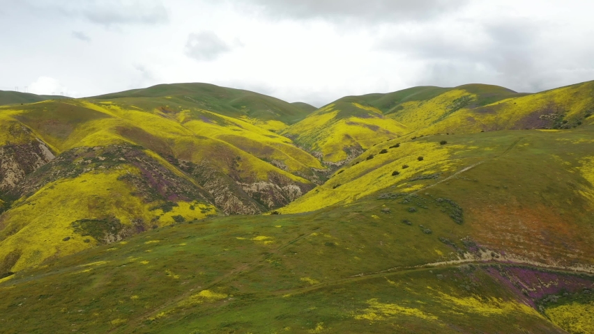 Scenic Mountains Covered In Wildflowers At Carrizo Plain National Monument In California, USA - aerial drone shot