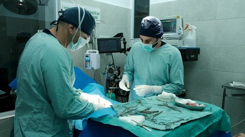 A veterinarian doctor and his assistant are operating on an animal, who is sedated and covered under blue sheets in a veterinary hospital. ‎December ‎22nd, ‎2019. Israel.
