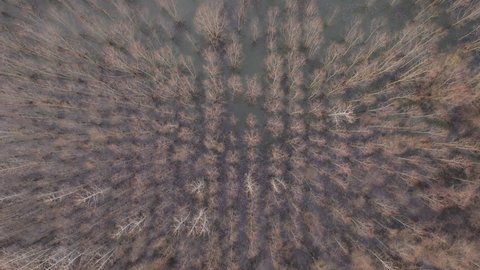 Aerial view of flooded cottonwood forest from drone pov in winter afternoon, top view