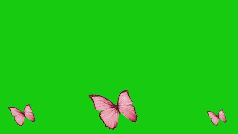 This Video is about Flying Butterfly
green screen video