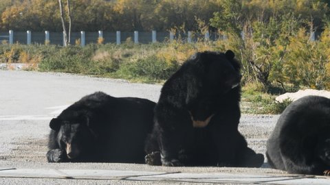 The Asian black bear (Ursus thibetanus), also known as the Asiatic black bear, moon bear and white-chested bear, is native to Asia