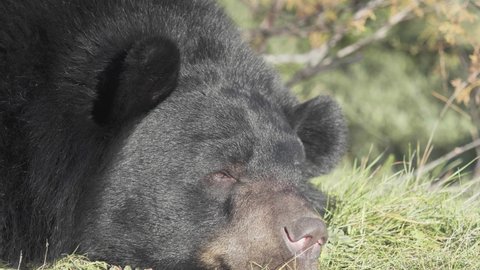The Asian black bear (Ursus thibetanus), also known as the Asiatic black bear, moon bear and white-chested bear, is native to Asia