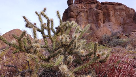 Arizona cacti. Teddy bear cholla (Cylindropuntia). Different types of cacti in the wild in a desert landscape. 