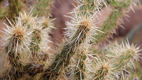 Arizona cacti. Teddy bear cholla (Cylindropuntia). Different types of cacti in the wild in a desert landscape. 