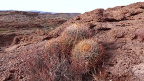 California barrel cactus, compass barrel (Ferocactus cylindraceus), cacti grow on stones in the desert. Arizona Cacti - Powered by Shutterstock - Get 15% off with code: PIKWIZARD15