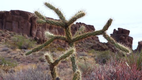 Teddy bear cholla (Cylindropuntia). Different types of cacti in the wild in a desert landscape. Arizona cacti