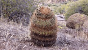 California barrel cactus, compass barrel (Ferocactus cylindraceus), cacti grow on stones in the desert. Arizona Cacti - Powered by Shutterstock - Get 15% off with code: PIKWIZARD15