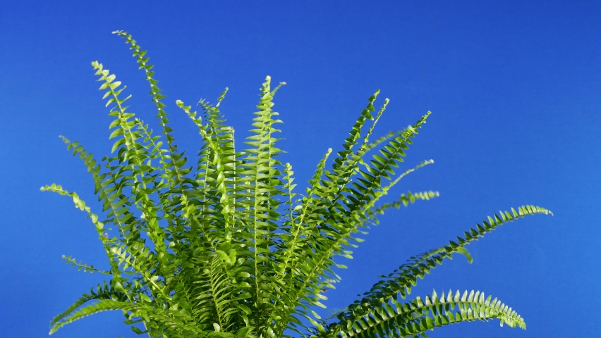 Fern In The Wind - Bluescreen For Compositing Royalty-Free Stock Footage #1085890376
