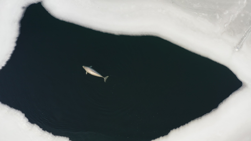 Beluga whale (Delphinapterus leucas), a species of arctic and subarctic cetaceans, swims on the surface of the sea among ice floes. View from a descending drone. Vladivostok, Russia