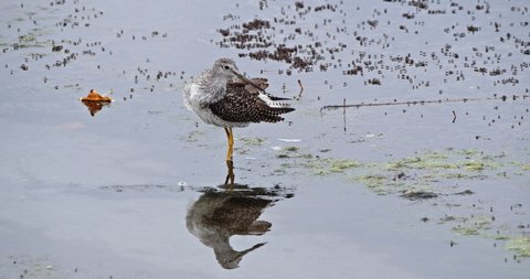 Greater Yellowlegs bird preening feathers in lagoon