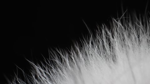 Texture of Natural Fur. The Camera Moves Through the Hairs of the White Animal Fur. Real Fuzzy White Fur Abstract Background Extreme Closeup