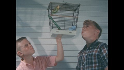 1960s: Two boys walk up and look at the bird. Budgie in hanging bird cage. Budgie on cage ladder. Close up of birds feet.
