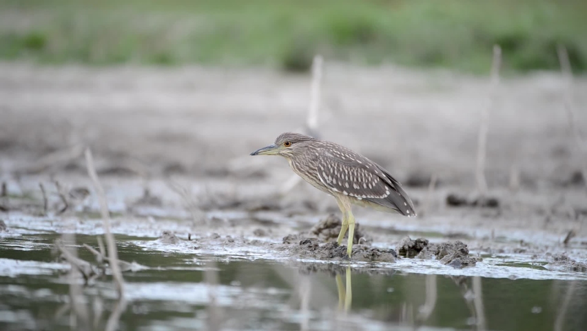 Bird in heavy rain. Night heron, Nycticorax nycticorax, grey water bird ...