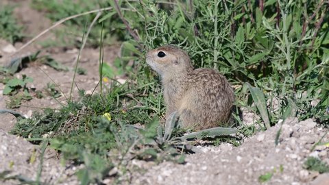 Ground squirrel. A gopher stands next to a hole Spermophilus pygmaeus. Close up.