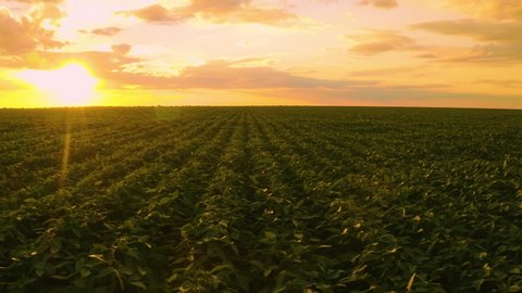 Agribusiness, beautiful aerial image of soybean crop at sunset, drone smooth motion over crop slow motion zoom in