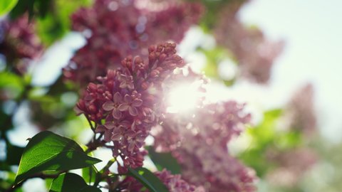 Beautiful lilac blossoming in bright sunlights. Tranquil view of charming violet flowers swaying on wind. Calm lilac branch on warm spring day. Meditative bush flowers on sring sky. Floral concept