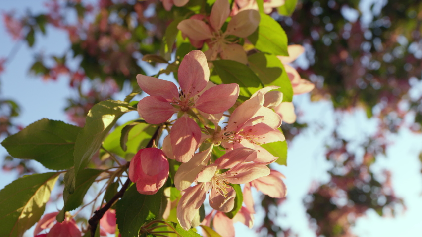 Pink cherry blooming against bright sunrise sky. Golden sunbeams falling on beautiful sakura flowers against blue sky. Pink cherry flowers blossoming in spring garden on warm early morning. Royalty-Free Stock Footage #1085905508
