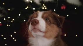 4k footage slow motion. Charming little purebred Australian Shepherd puppy red tricolor in New Year decorations. Dog sitting on red blanket on bed and Christmas tree branch with garland behind.
