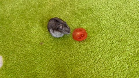 One Siberian hamster eating a tomato. Green background.