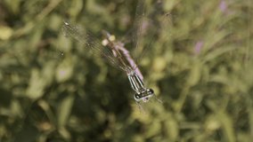 dragonfly caught in a spider web