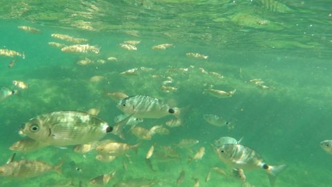 Underwater clip with oblada melanura and sarpa salpa fishes  in Denia  Alicante Spain Mediterranean sea