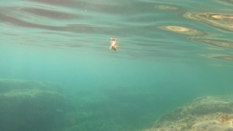 Underwater clip with floating dead fish  in Moraira Alicante Spain Mediterranean sea