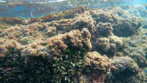 Underwater clip in Moraira Alicante Spain Mediterranean sea