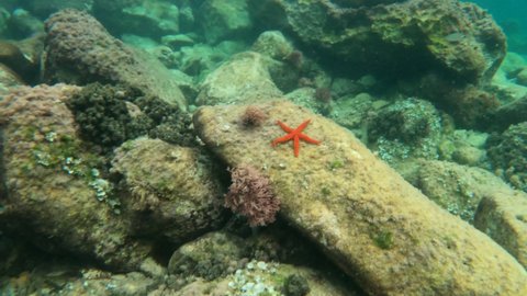 Underwater clip red starfish  in Moraira Alicante Spain Mediterranean sea Echinaster sepositus
