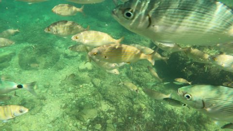 Underwater clip with salema or sarpa salpa and oblada melanura fishes  in Denia Alicante Spain Mediterranean sea