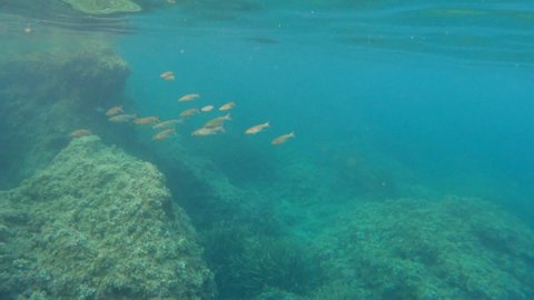 Underwater clip in Moraira Alicante Spain Mediterranean sea