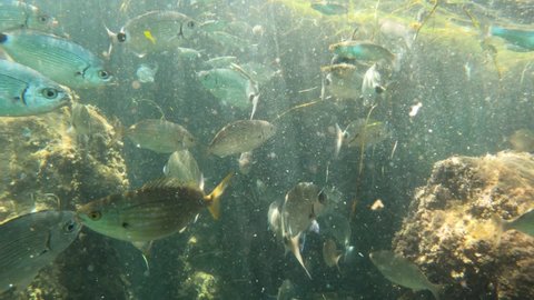 Underwater clip in crowd of fish swimming Denia coast Alicante Spain Mediterranean sea oblada melanura and sarpa salpas 