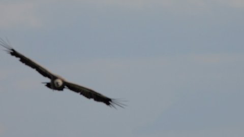 Griffon vulture predator bird flying over Uvac river in Serbia