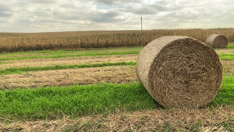 Hay storage in field near farm. Stacks dry hay open air field storage. Haystack on field. Haystacks from residues grass. Haystack for agriculture. Hayrolls after hay round baler tractor.