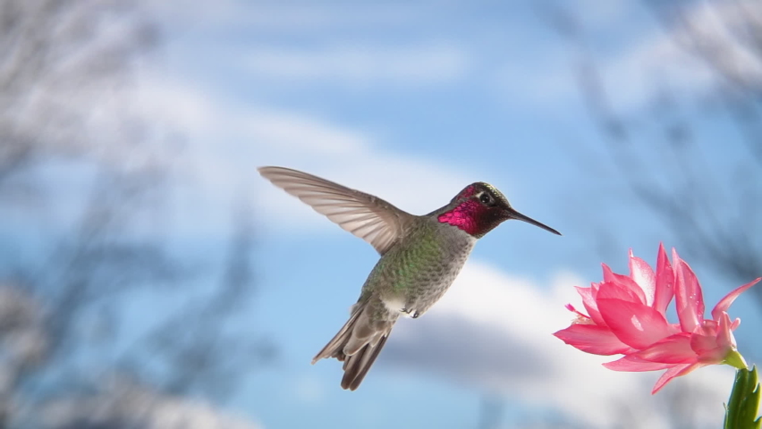 Male Hummingbird Visiting pink Flower, slow motion with zoom effect, blue sky and clouds in distance Royalty-Free Stock Footage #1085914013