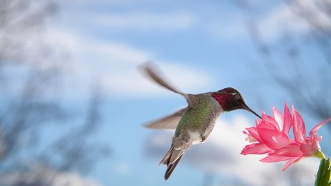 Male Hummingbird Visiting pink Flower, slow motion with zoom effect, blue sky and clouds in distance