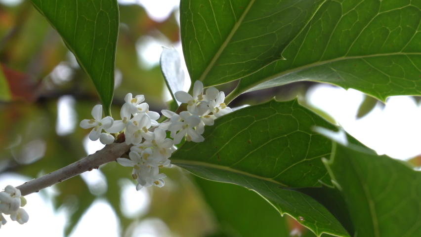 Flowers of holly olive - Osmanthus heterophyllus - are in bloom in Fukuoka city, JAPAN. Without sounds