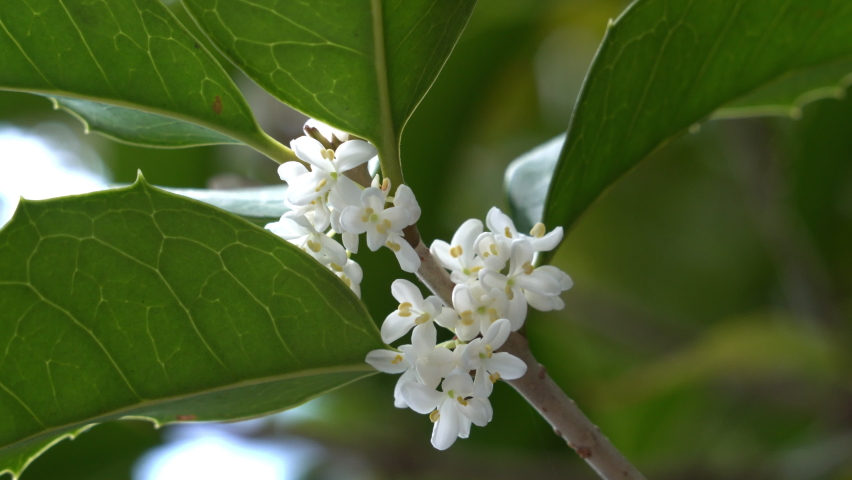 Flowers of holly olive - Osmanthus heterophyllus - are in bloom in Fukuoka city, JAPAN. Without sounds