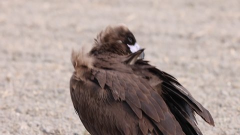Cinereous vulture(Aegypius monachus) in Japan