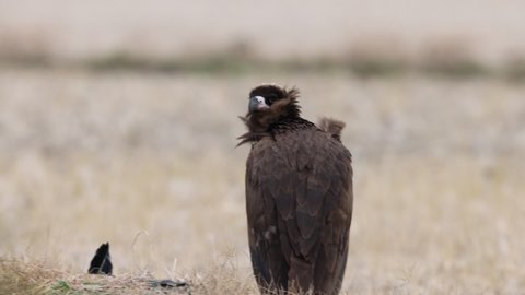 Cinereous vulture(Aegypius monachus) in Japan