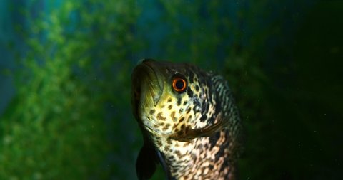 big fish cichlid swims in a home aquarium close-up