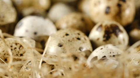 Close up of quail eggs in straw nest. Organic farming, natural still-life. Springtime, Easter. Close-up of quail eggs a rotating . Bright colorful quail eggs. Macro. Selective focus. 