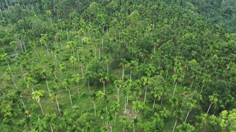 Aerial video view of areca nut plantation, Aceh, Indonesia.