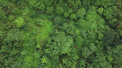 Aerial 4K video footage of an oil palm plantation in Pudeng village, Aceh Besar district, Aceh province, Indonesia